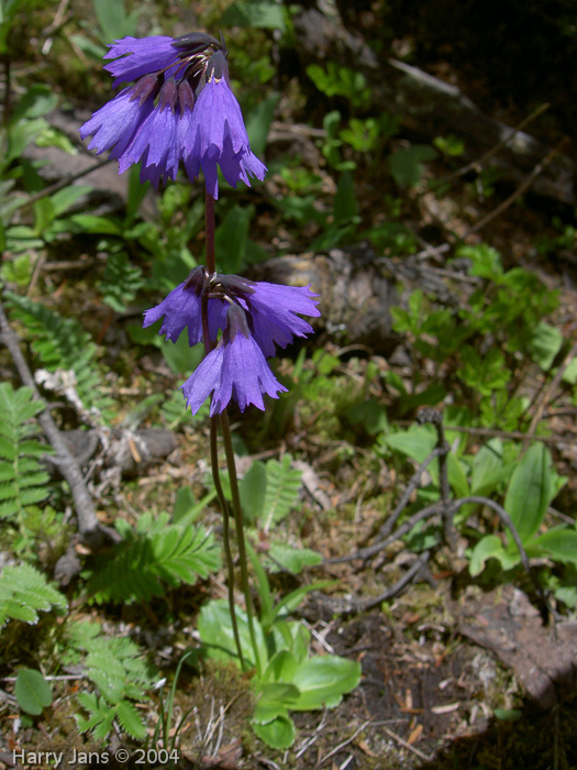 <i>Primula amethystina subsp. brevifolia </i>