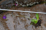 <i>Primula amethystina subsp. brevifolia </i>
