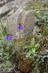 <i>Primula amethystina subsp. amethystina </i>