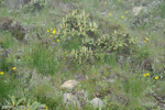 <i>Primula amethystina subsp. amethystina </i>