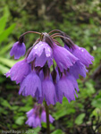 <i>Primula amethystina subsp. brevifolia </i>