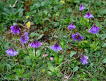 <i>Primula amethystina subsp. argutidens </i>