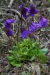 <i>Primula amethystina subsp. brevifolia </i>