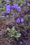 <i>Primula amethystina subsp. argutidens </i>