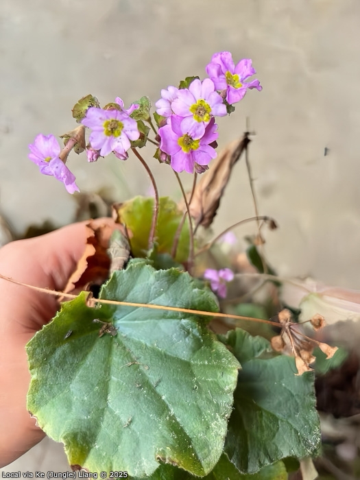 <i>Primula asarifolia </i>