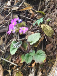 <i>Primula asarifolia </i>