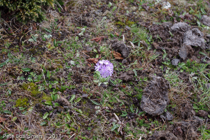 <i>Primula atrodentata </i>