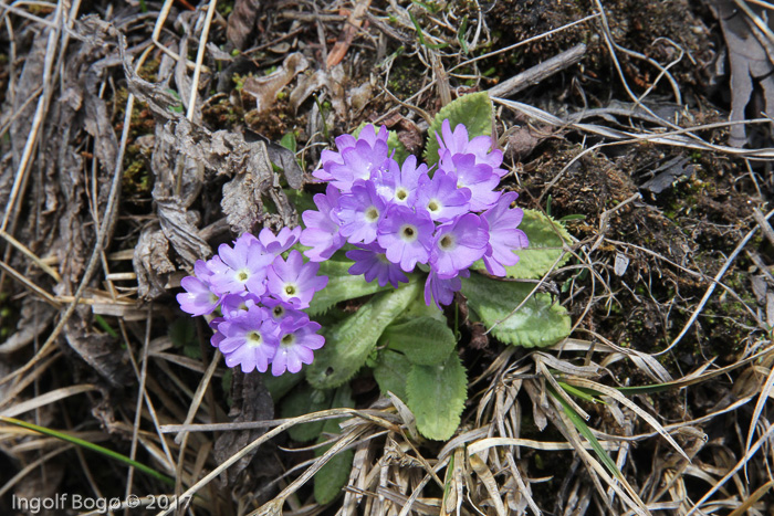 <i>Primula atrodentata </i>