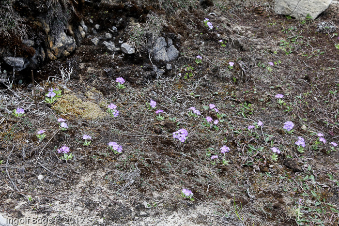 <i>Primula atrodentata </i>