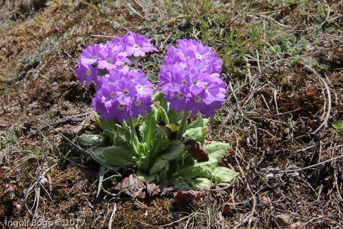 <i>Primula atrodentata </i>