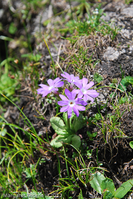 <i>Primula atrodentata </i>