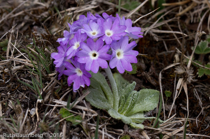 <i>Primula atrodentata </i>