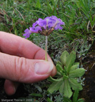 <i>Primula atrodentata </i>