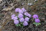 <i>Primula atrodentata </i>