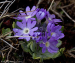 <i>Primula atrodentata </i>