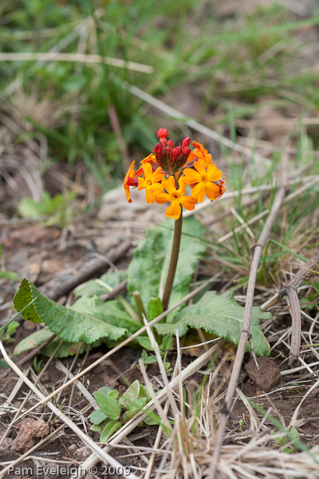 <i>Primula aurantiaca </i>