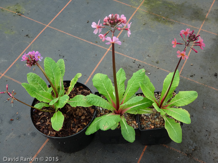 <i>Hybrid P. aurantiaca x P. beesiana </i>