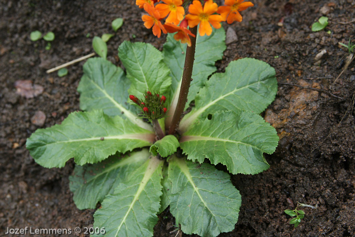 <i>Primula aurantiaca </i>