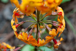 <i>Primula aurantiaca </i>