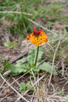 <i>Primula aurantiaca </i>