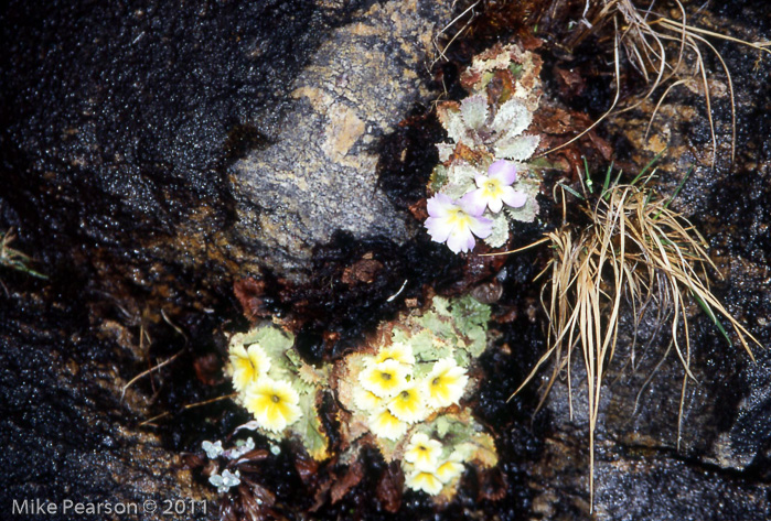 P. aureata, P. aureata X P. deuteronana