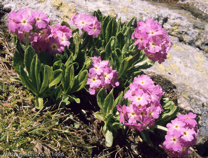 ssp auriculata