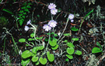 <i>Primula baileyana </i>