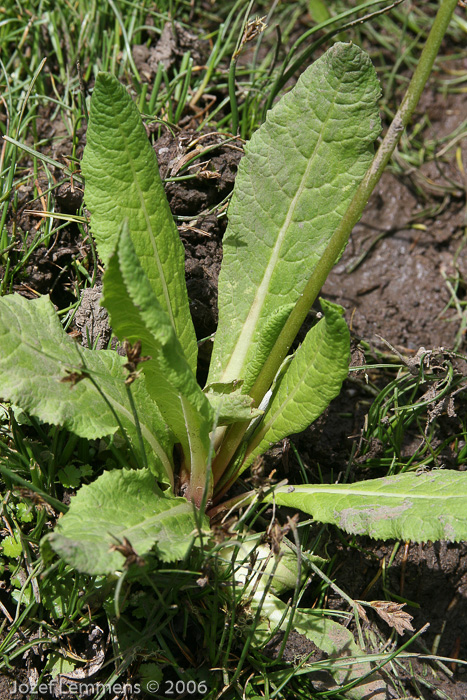 <i>Hybrid P. bulleyana X P. beesiana </i>