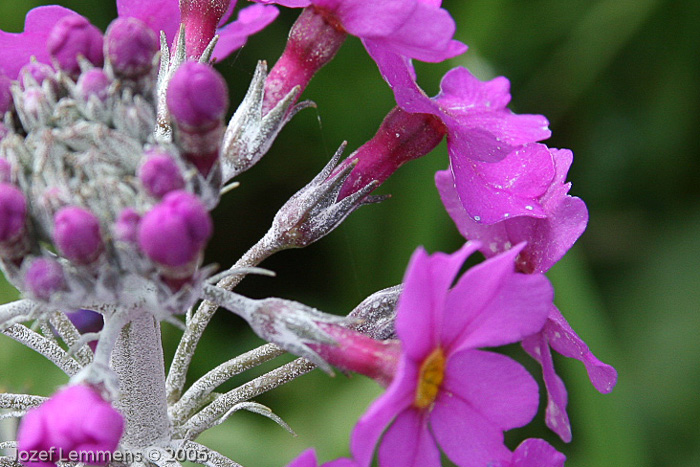 <i>Primula beesiana </i>