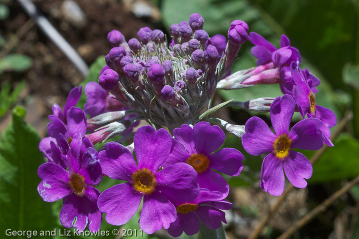 <i>Primula beesiana </i>