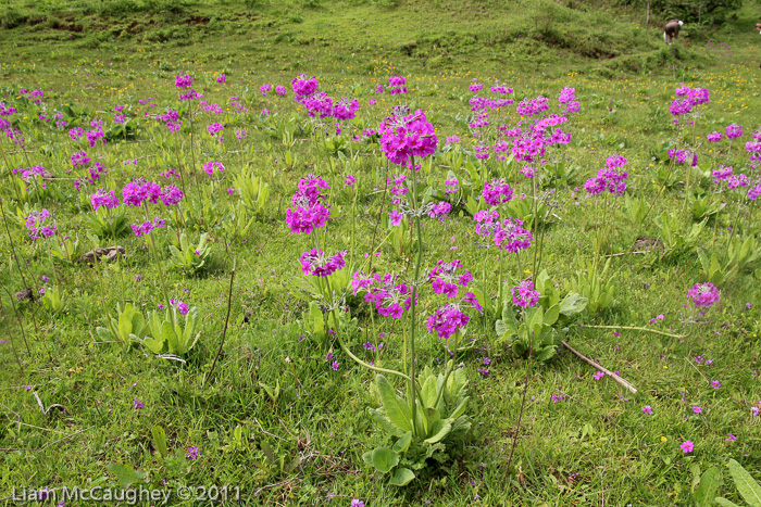 <i>Primula beesiana </i>