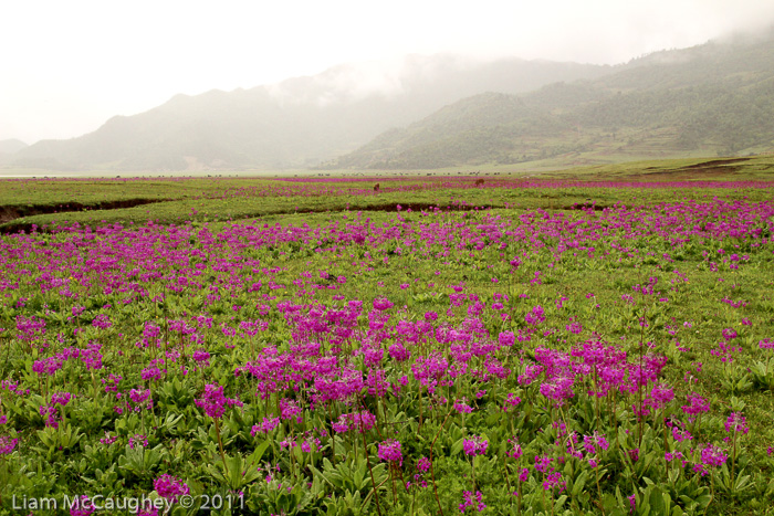 <i>Primula beesiana </i>