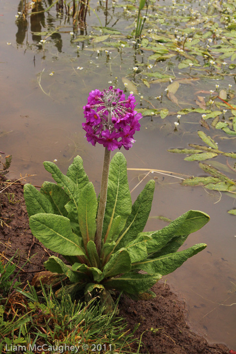 <i>Primula beesiana </i>