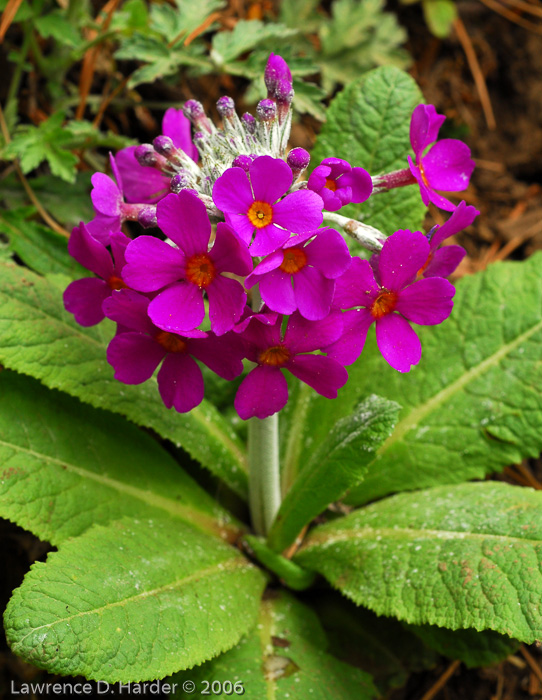 <i>Primula beesiana </i>