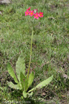 <i>Hybrid P. bulleyana X P. beesiana </i>