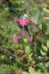 <i>Hybrid P. bulleyana X P. beesiana </i>