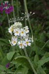 <i>Primula beesiana var. leucantha </i>