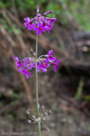 <i>Primula beesiana </i>
