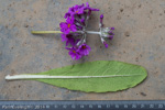 <i>Primula beesiana </i>