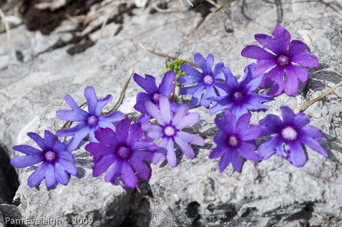 <i>Primula bella </i>