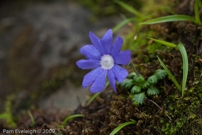 <i>Primula bella </i>