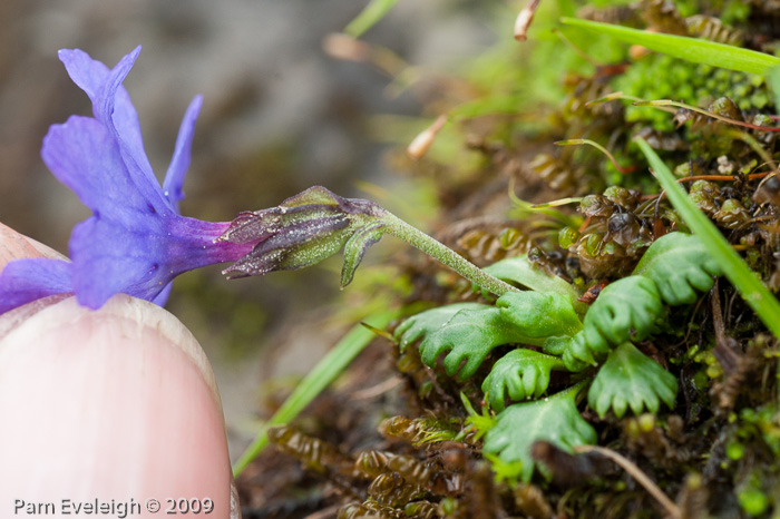 <i>Primula bella </i>