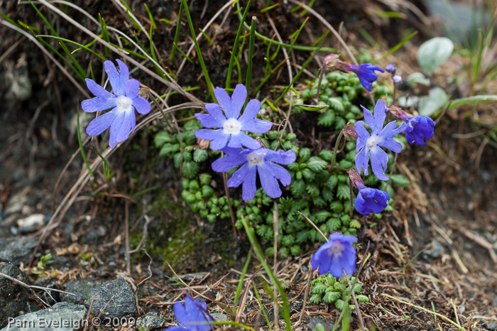 <i>Primula bella </i>