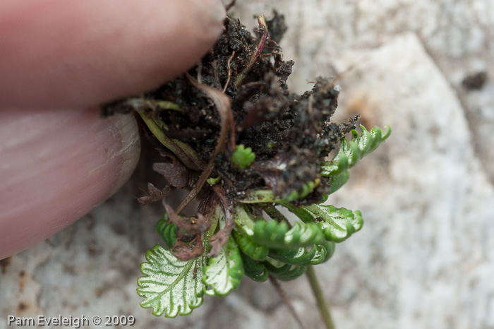 <i>Primula bella </i>