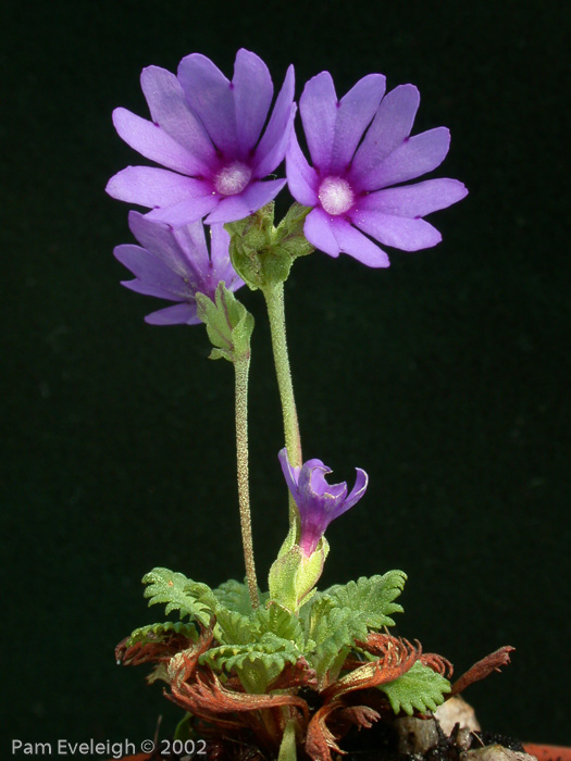 <i>Primula bella </i>