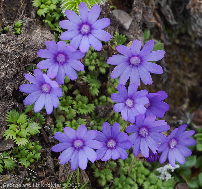 <i>Primula bella </i>