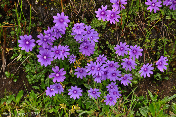 <i>Primula bella </i>