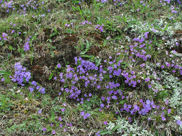 <i>Primula bella </i>