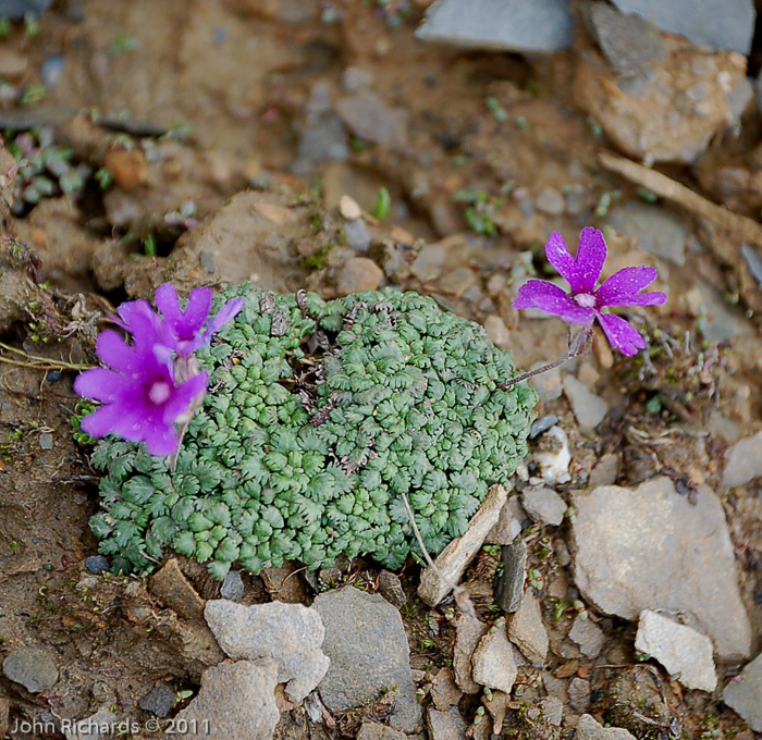 <i>Primula bella </i>