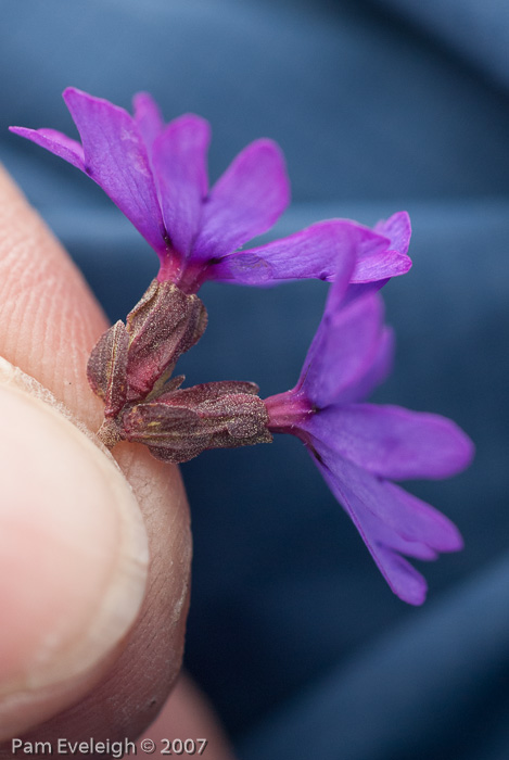 <i>Primula bella </i>